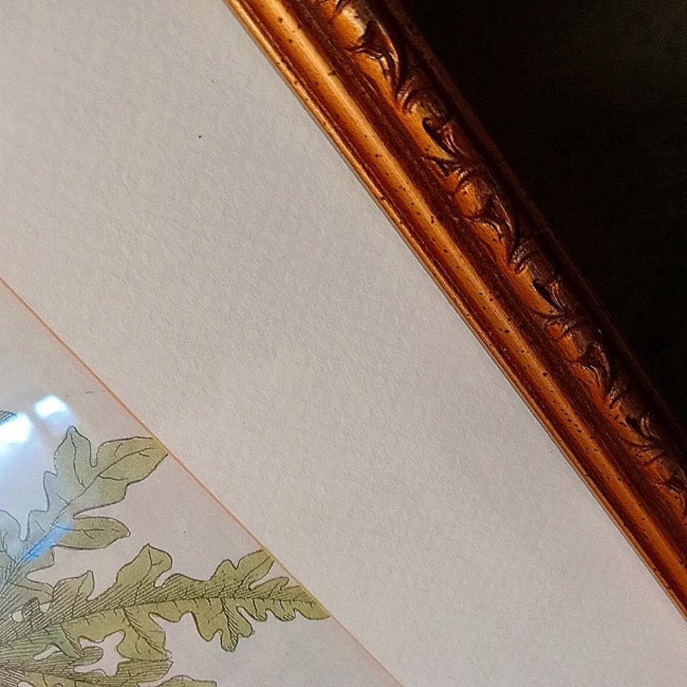 Vintage Georg Ehret Framed Print - Picture 3 of 5
